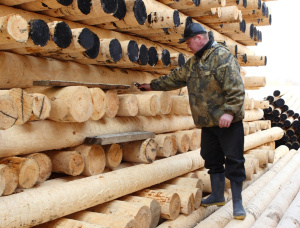 Siberian spruce Wood utility poles 16 mm x 11 m