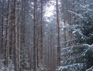 Лес на корню в Ленинградской области