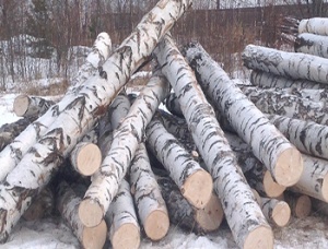 Birch Sawlog 320 mm x 3.8 m