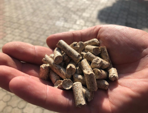 Aspen (Populus tremula) Wood pellets 8 mm x 15 mm