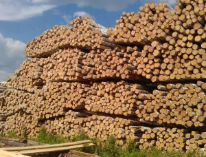 Faserholz Birke 600 mm x 6 m
