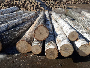 Silver Birch Veneer logs 600 mm x 4 m