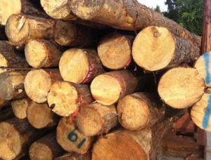 Spruce-Pine-Fir (SPF) Veneer logs 13 in. x 12 ft.