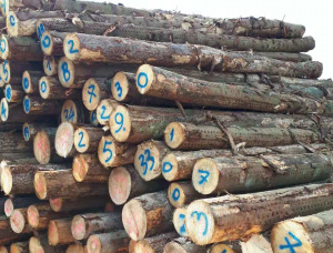 European spruce Sawlog 500 mm x 5.8 m
