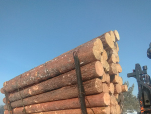 Siberian Pine Sawlog 500 mm x 6 m