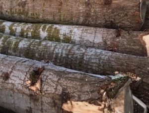 Poplar Sawlog 3 m x 300 mm
