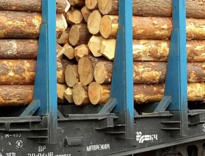 Saw logs Pine 260 mm x 3.80 m