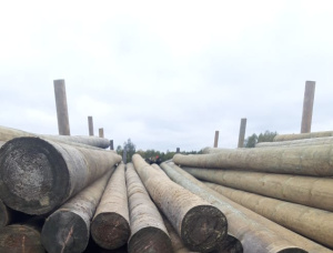 Scots Pine Wood utility poles 160 mm x 6.5 m