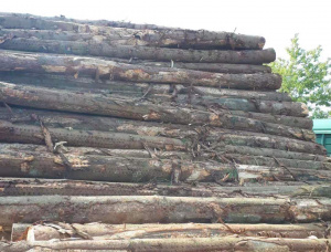 European spruce Sawlog 500 mm x 5.8 m