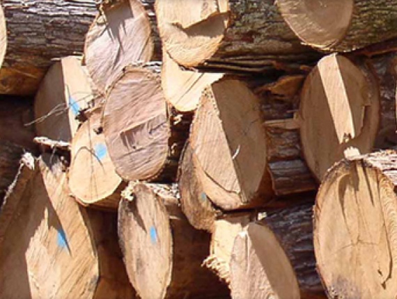 Logs Padouk 99 mm x 7 m