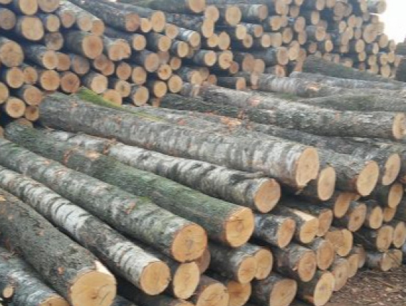 Birch Veneer logs 180 mm x 6 m