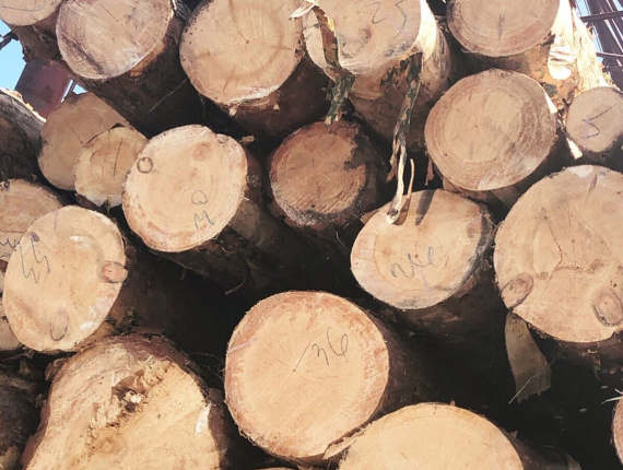 Scots Pine Sawlog 400 mm x 6 m