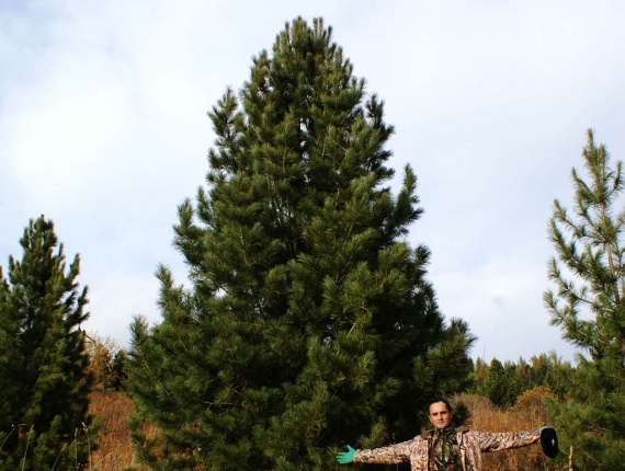 Деревья, кедр сибирский, МОГУЧИЙ, 600-700 см.