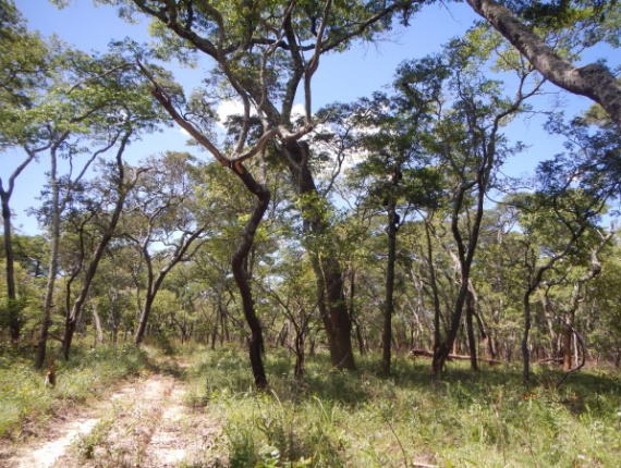 100 mm x 250 mm x 2750 mm AD   African Rosewood, Machibi, Rhodesian Copalwood Lumber