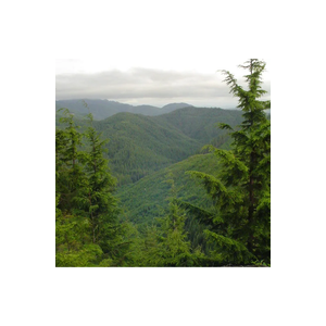 World Forest Investment, Inc