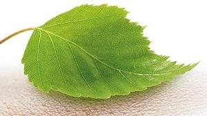 UPM launches FibDex®, a wood-based innovation for wound care