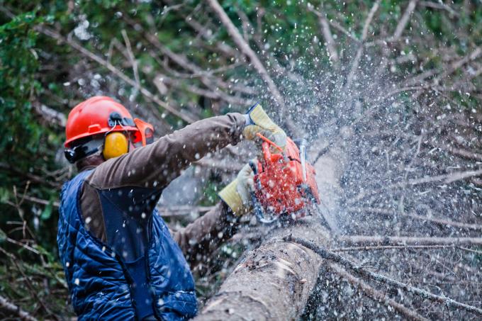British Columbia to allocate $69 million to support provincial forest workers impacted by mill closures