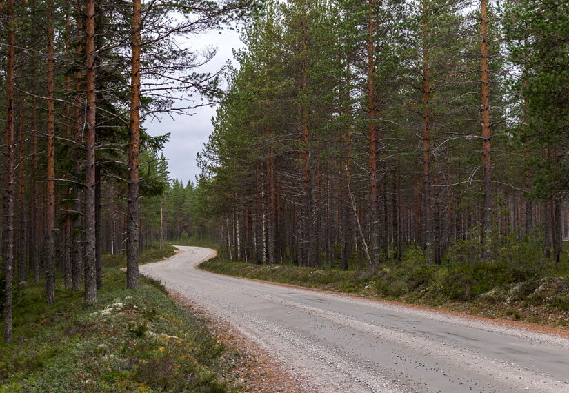 С начала 2020 г. лесхозы Республики Беларусь построили 25 км лесохозяйственных дорог