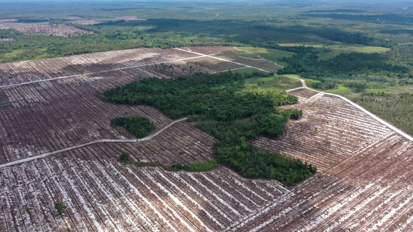 Earthsight says five Indonesian firms export 23 thousand m3 of deforestation timber to Europe in 2024