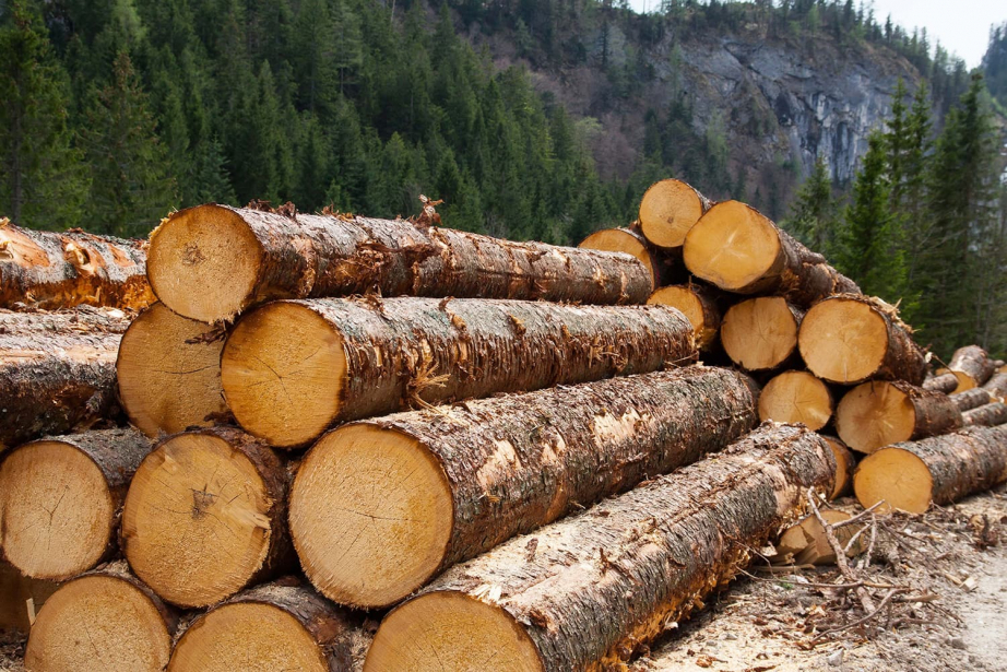В Хабаровском крае могут создать резервный Фонд лесных участков