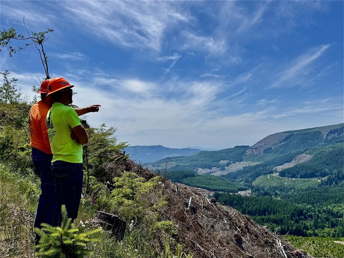 Во 2 кв. 2025 г. продажи Weyerhaeuser снизились на 2,8%