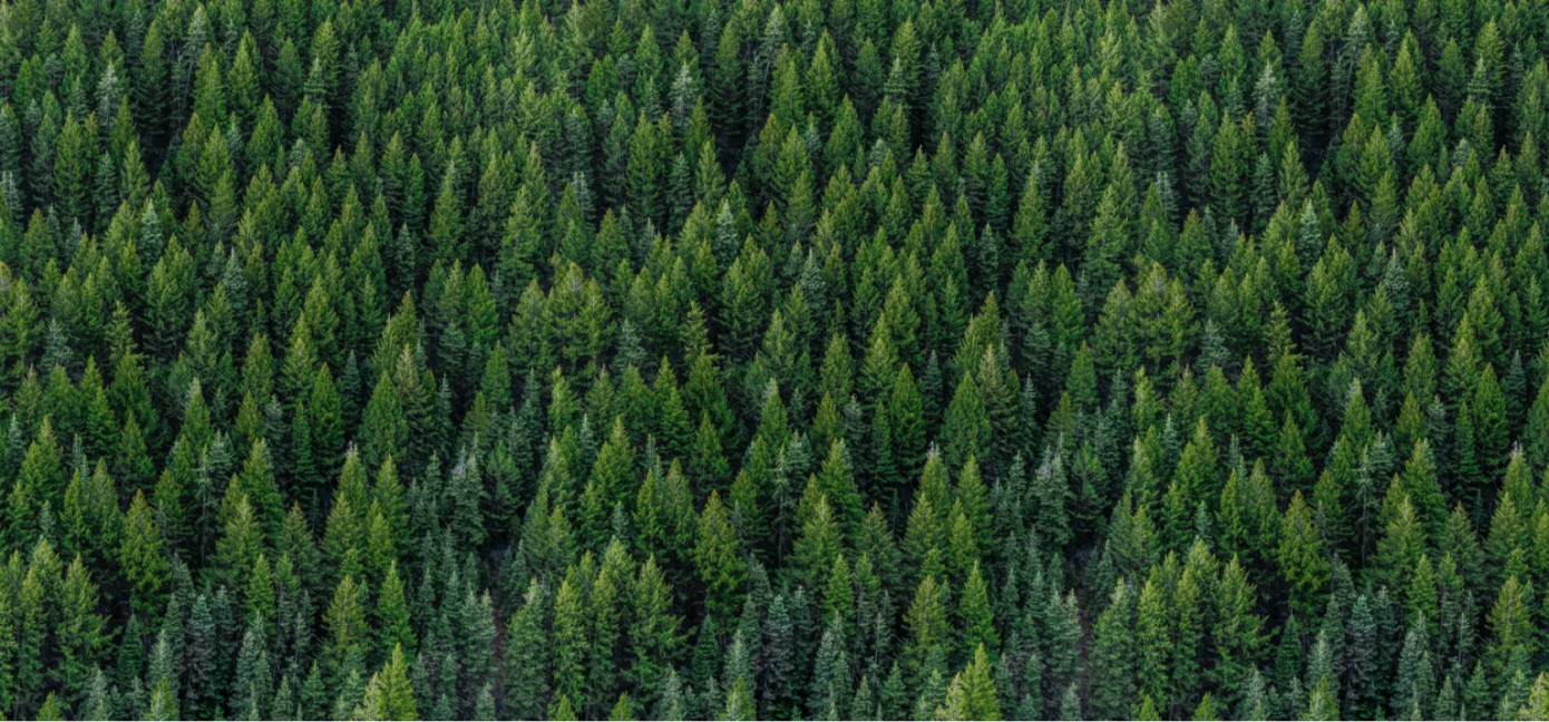 Domtar sells boreal forestland to Nature Conservancy of Canada