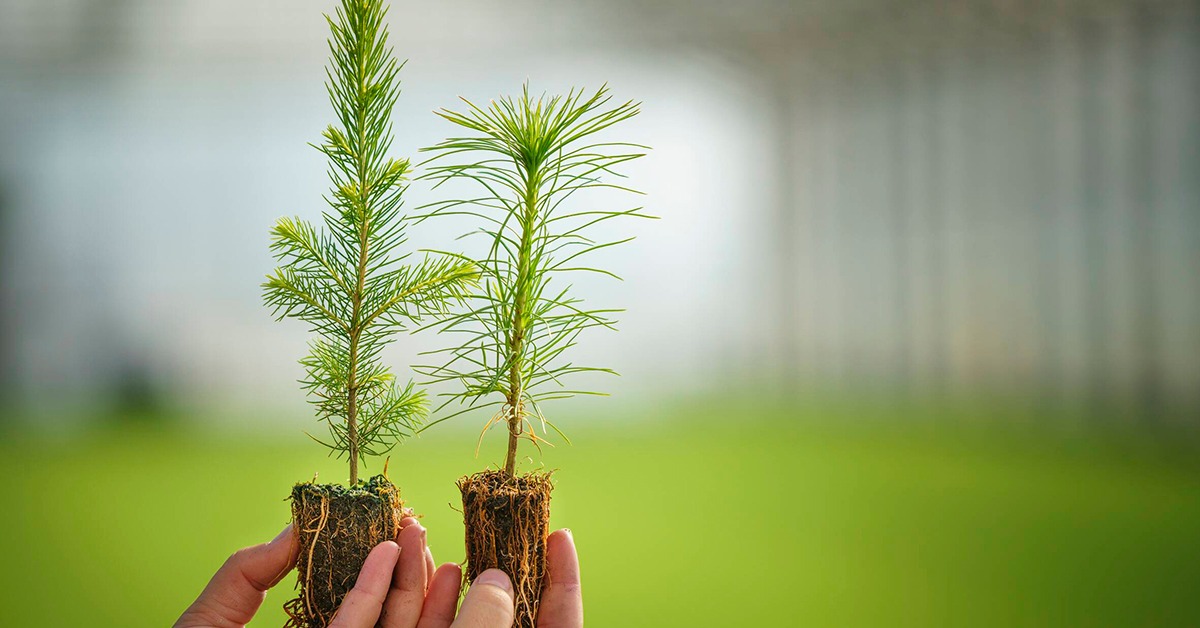 В 2024 г. Stora Enso высадила или доставила сторонним заказчикам более 62 млн саженцев