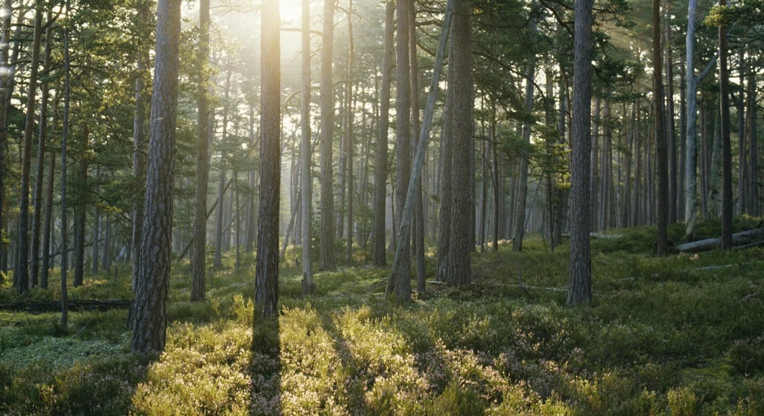 Södra sells 25% stake in Sunpine to VAROPreem