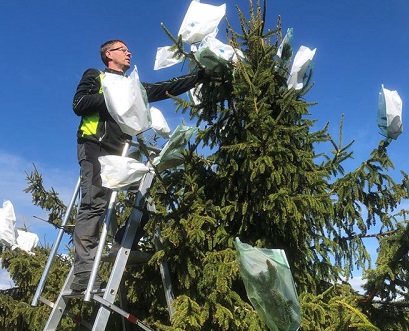 Södra uses controlled pollination to breed trees for forests