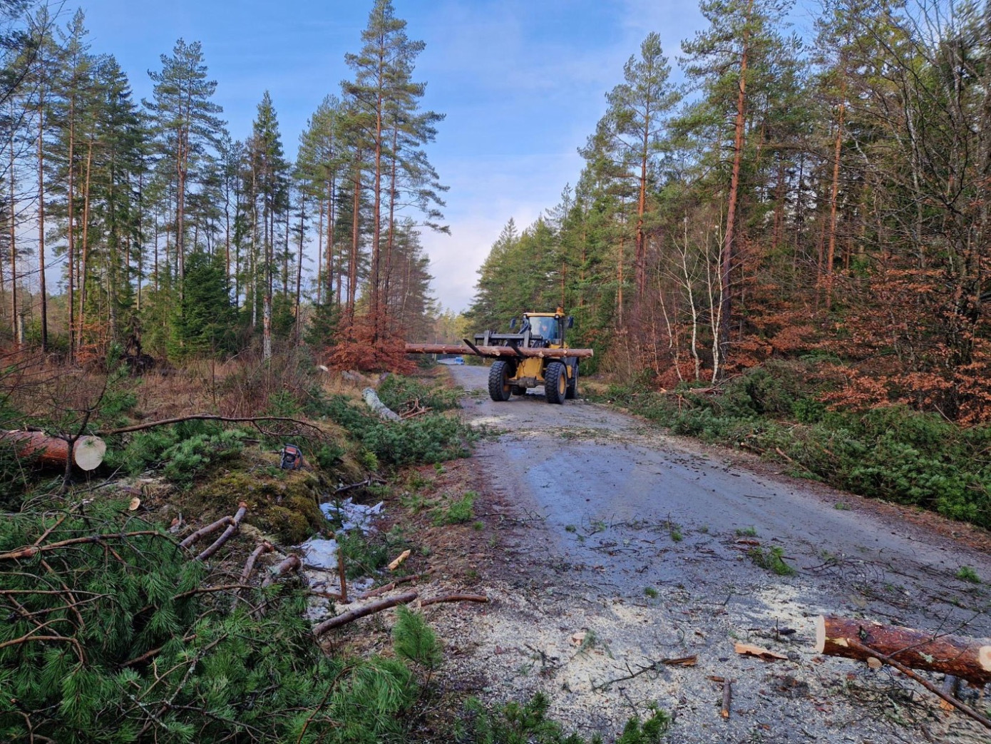 Sweden"s notified area for felling down 13% in March