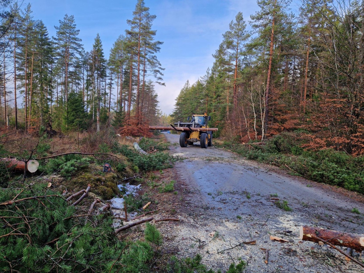 Sweden"s notified area for felling down 13% in March