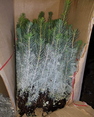 SCA delivered 100,000 spruce seedlings for planting in Latvia