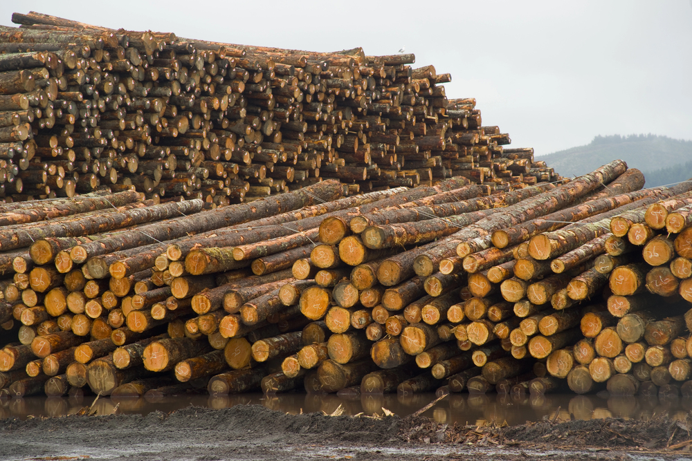 Exports of logs from Germany decline 93% in January