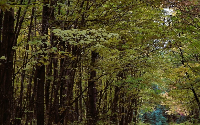 Acadian Timber купила 6,5 тыс. га леса на востоке Канады