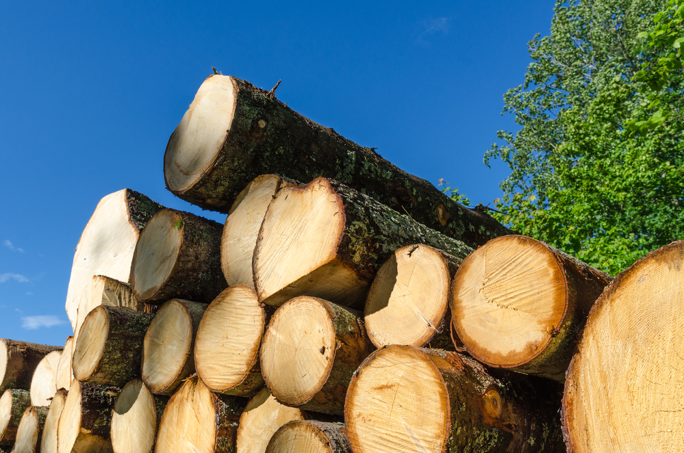 Germany’s log and lumber exports increased by 63% over the past five years