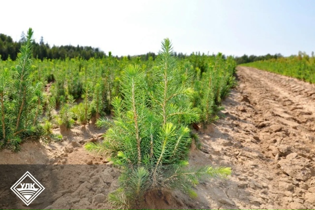 Устьянский леспромхоз готовится к началу нового лесовосстановительного сезона