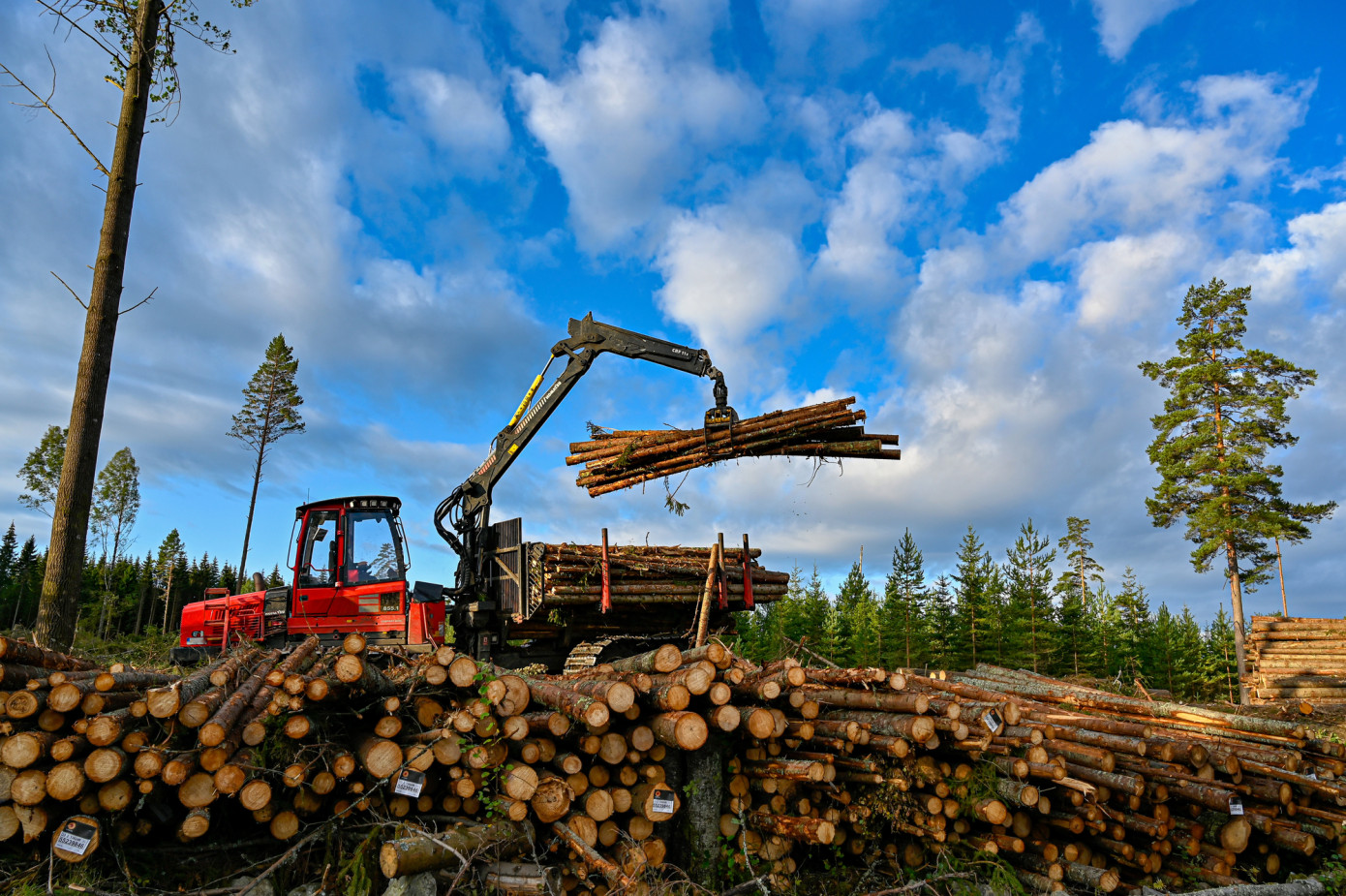 Mechanization raises health concerns among loggers in Northeast U.S. despite safety gains