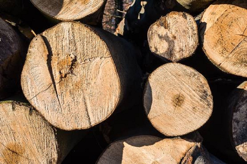 Slovenia: The value of purchased roundwood decreased by 9% in May