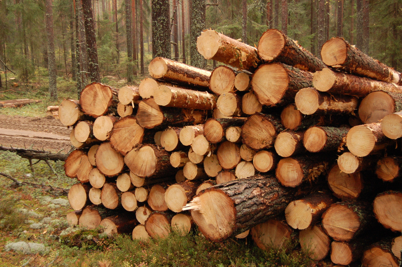 Exports of logs from New Zealand expand 34% in February