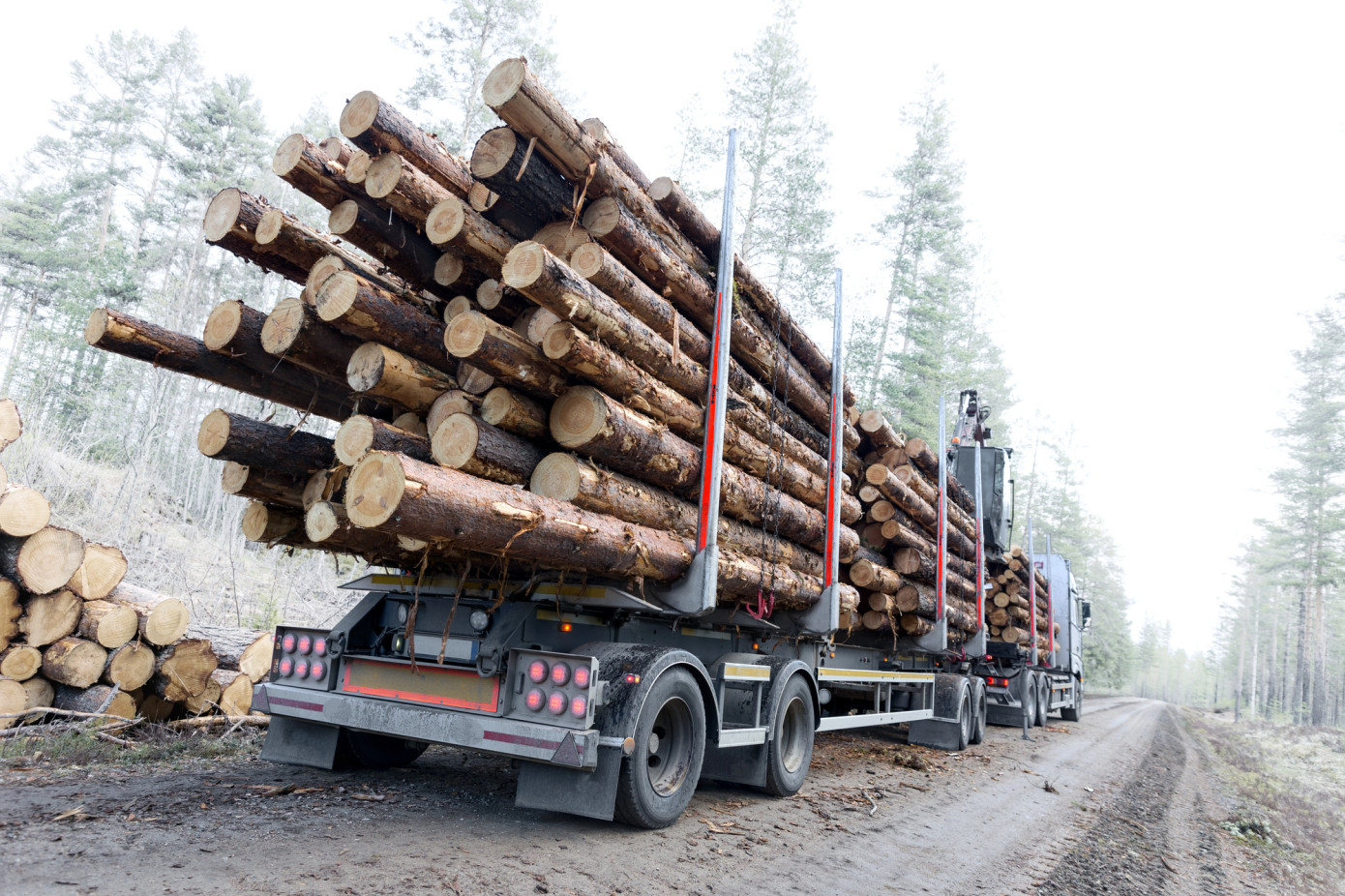 Norway log exports surge 16% in 2025, hitting record level