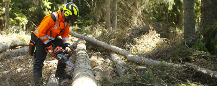 Swedish roundwood prices decrease in 2020