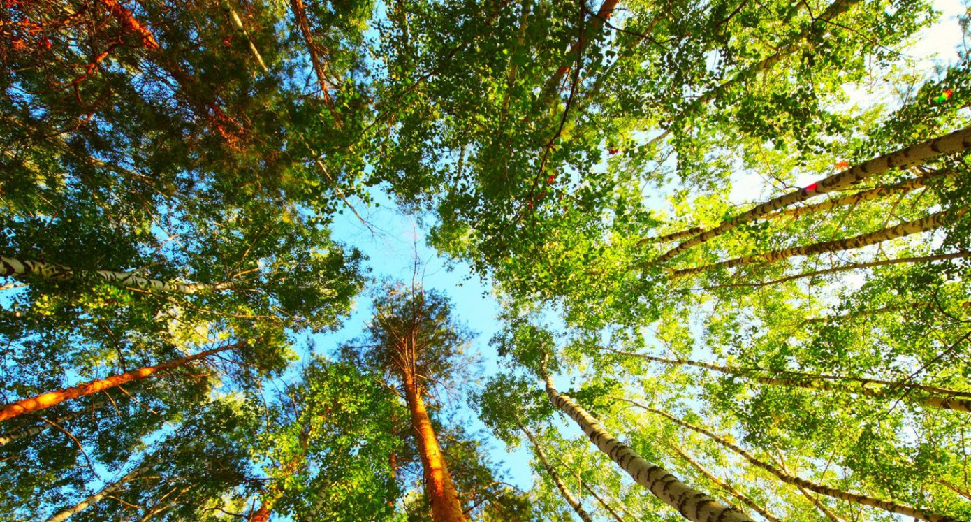 С 2011 г. «Краслесинвест» направил на лесовосстановление, охрану и защиту леса 470 млн руб.