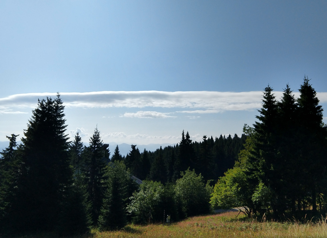 Swedish forest property prices projected to rise 5% in 2025