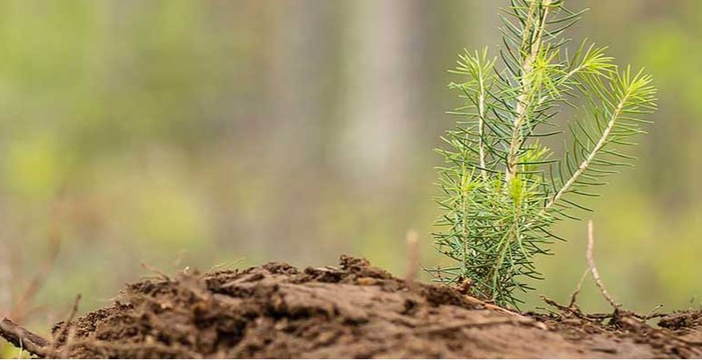 Stora Enso plants more than 48 million tree seedlings in Nordic forests in 2021