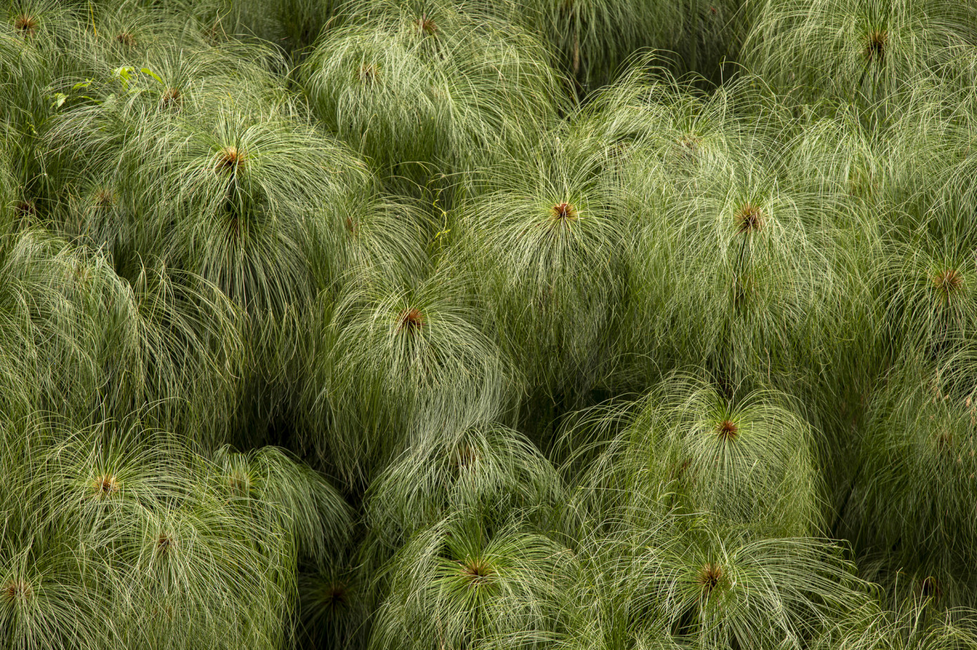 Longleaf pine forests in Alabama comeback thanks to fire