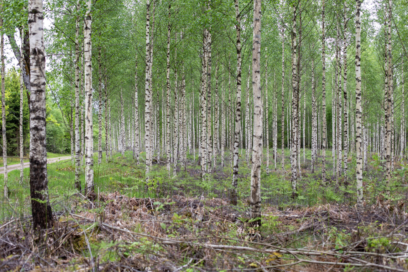 Södra completes Euro 720 million sale of entire forest holdings in the Baltics