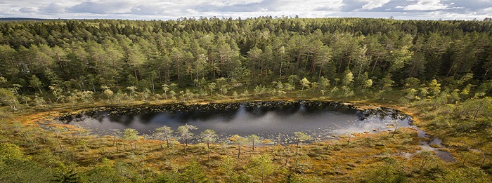 Metsä Group and Dasos acquire nature sites for Metsä Groups owner-members interested in FSC