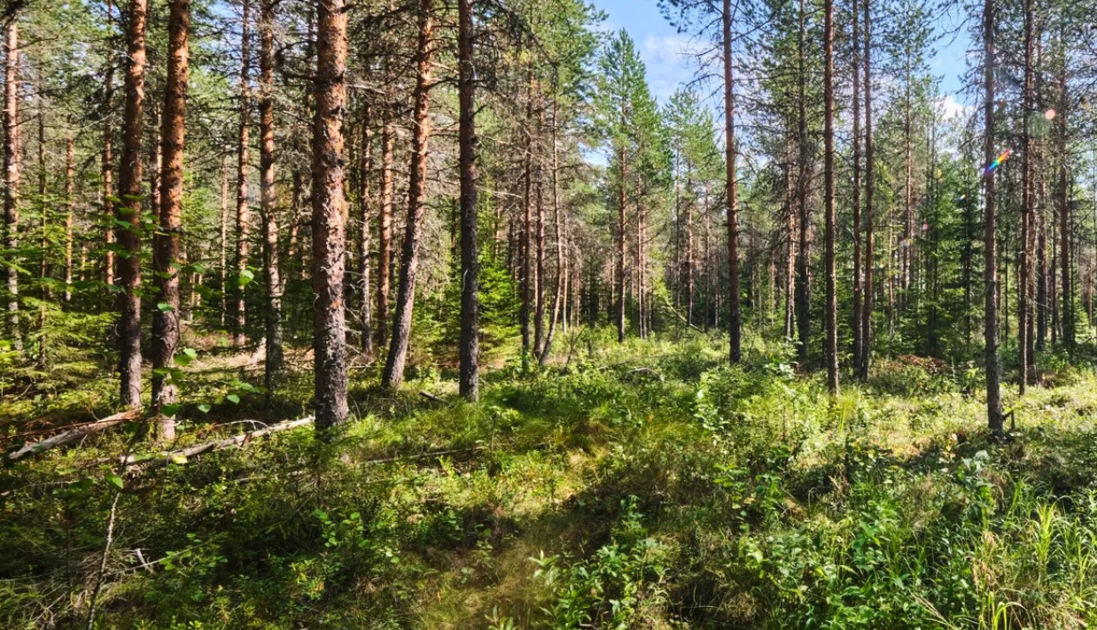Биохимический завод Metsä Group начал поставки древесной золы для удобрения леса