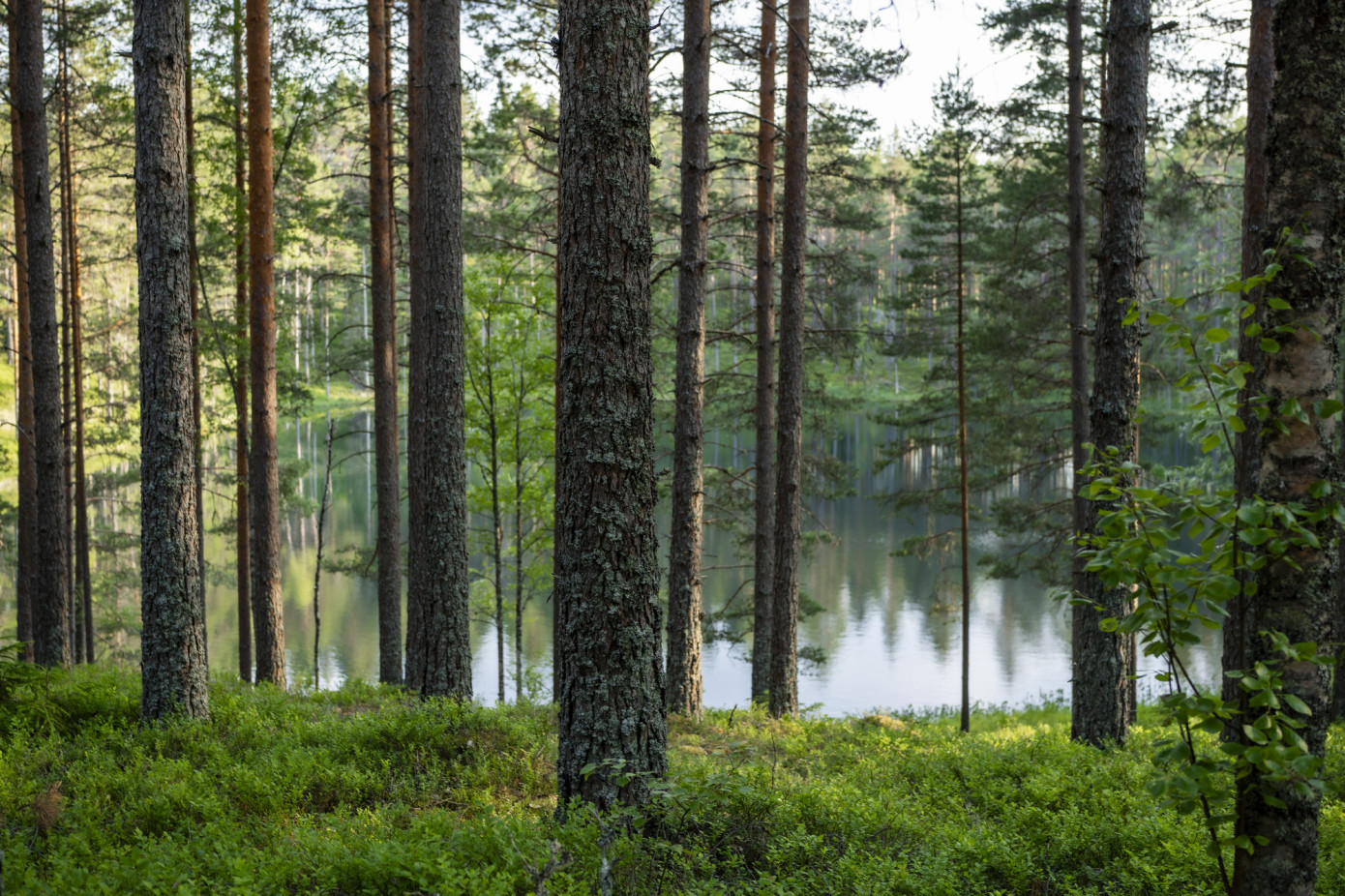 Stora Enso продает более 12% лесных активов в Швеции