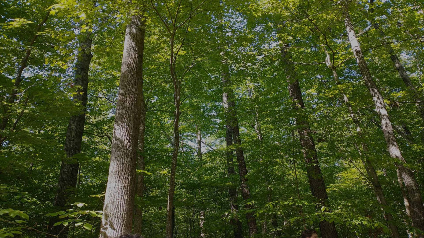 Western Forest Products sells private land on Northern Vancouver Island to Eastwood Forests